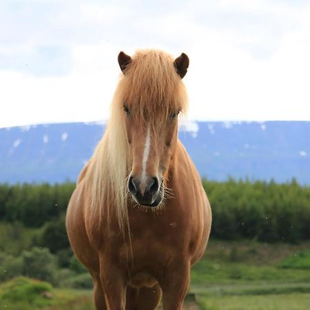 Asholl Guesthouse - Farmstay Akureyri Dış mekan fotoğraf